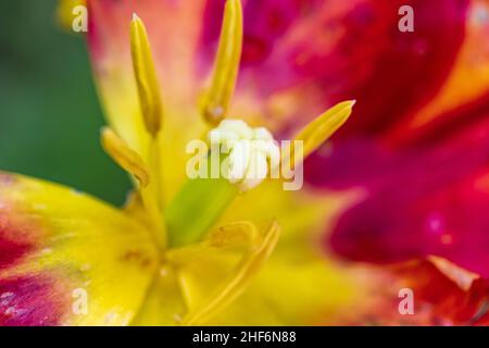 Tulipano con pistil, stigma e timens, primo piano Foto Stock