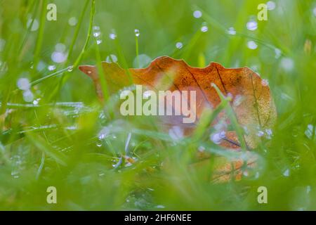 Foglie cadute sul pavimento della foresta, la natura nel dettaglio, la foresta ancora vita, gocce di rugiada Foto Stock