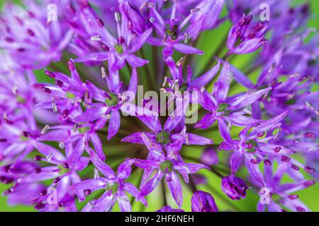 Cipolla ornamentale, porro fiorito, primo piano Foto Stock