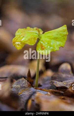 Faggio, faggio comune (Fagus sylvatica), noci germinanti e semi vuoti Foto Stock