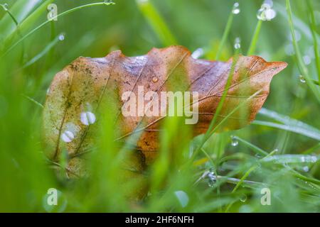 Foglie cadute sul pavimento della foresta, la natura nel dettaglio, la foresta ancora vita, gocce di rugiada Foto Stock