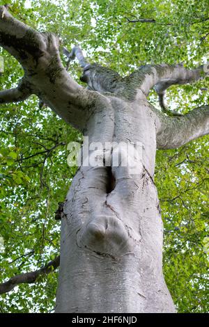 Il tronco di un ampio e alto vecchio albero di acero in estate. L'albero ha foglie verdi vibranti in cima. Il moncone ha un danno strano aspetto sulla base. Foto Stock