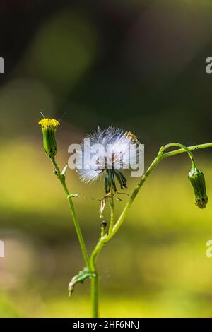 Falsbeard ruvido , Crepis biennis, appassito, seme stand Foto Stock