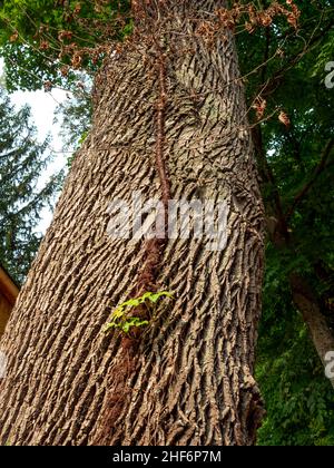 l'edera avvelenata morta si addormenta sul tronco dell'albero in autunno, spuntando di nuovo Foto Stock