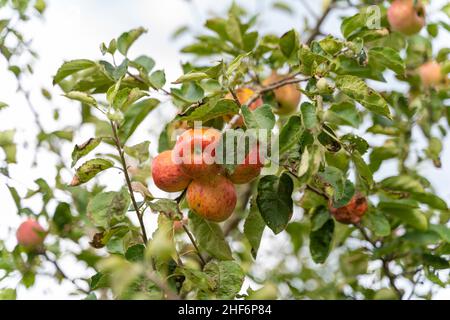 Diverse mele rosse e gialle mature appendono sull'albero delle mele, Baviera, Germania Foto Stock