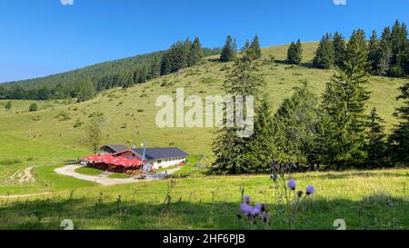 Le mucche sono pascolo su una collina delle alpi del Chiemgau, una splendida località per escursioni e ricreazione nel sud della baviera, germania Foto Stock