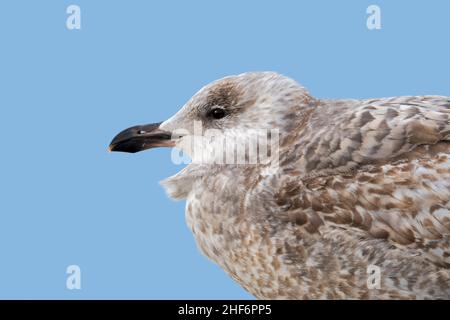 Gabbiano giovanile europeo dell'aringa (Larus argentatus) nel primo piumaggio invernale, ritratto close-up Foto Stock