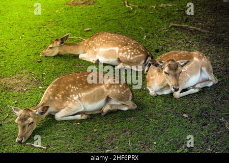 Un gruppo di tre cervi che si trovano all'ombra e si raffreddano mentre il sole brucia. Foto Stock