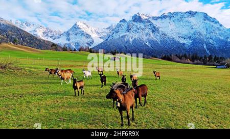 Mandria di capre sui prati humpback di fronte alle montagne del Karwendel vicino Mittenwald Foto Stock