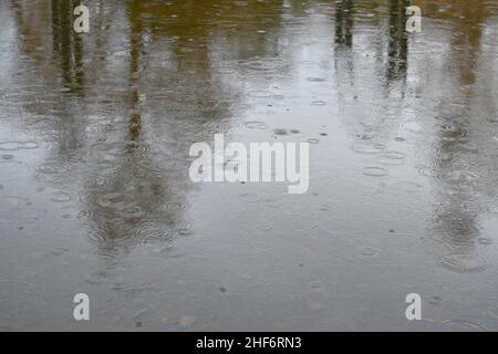 immagine della pozza della pioggia che mostra la riflessione sugli alberi nel parco pubblico. Gocce di pioggia nella pozzanghera creando cerchi perfetti all'aperto in inverno Foto Stock