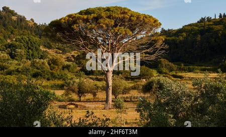 Grecia, Isole Greche, Isole IONIE, Corfù, un unico albero enorme in una specie di radura, probabilmente un cipresso Monterey Foto Stock