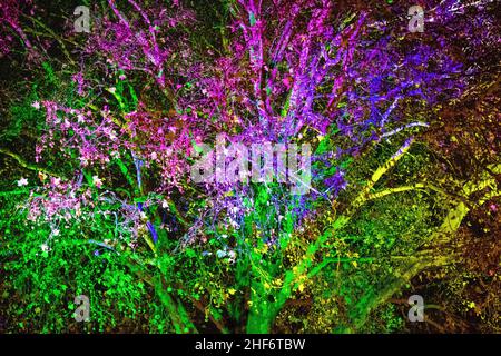 Alberi con le loro foglie e rami che illuminano una serie di colori diversi in una sera scura e croccante in autunno. Tour o passeggiata dei fantasmi di Halloween Foto Stock