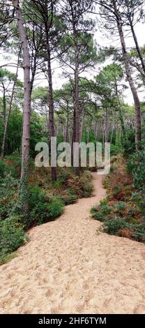 Nella foresta di Arcachon dietro la Dune du Pilat (anche Grande Dune du Pilat) sulla costa atlantica vicino Arcachon (Francia) è la più alta duna migratoria in Europa. Ha un percorso nord-sud ed è alto fino a 110 metri (81 metri secondo i dati SRTM), largo 500 metri, lungo circa 2,7 chilometri (volume stimato 60 milioni di metri cubi) e si trova all'apertura del mare del Bassin d'Arcachon Foto Stock