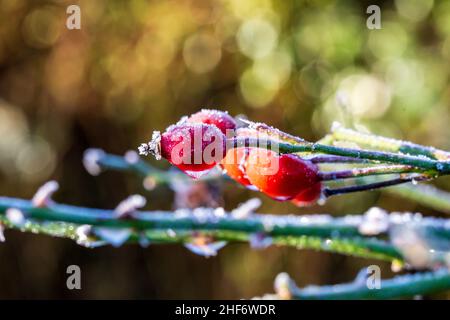 Fianchi di rosa ghiacciati in una mattinata di inverni soleggiati, con una profondità di campo poco profonda Foto Stock