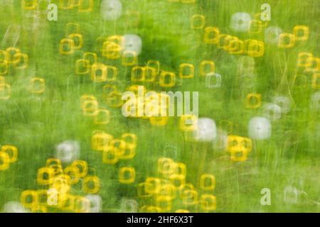 Immagine astratta, prato fiorito primaverile, fotografia sfocata Foto Stock