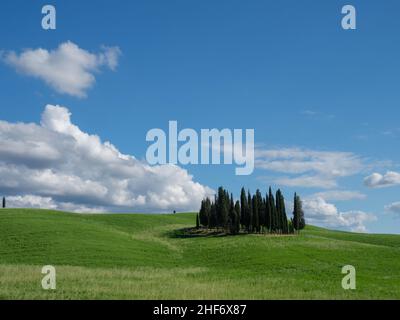 Un piccolo numero di cipressi a San Quirico d'Orcia, è un luogo fotografico ricercato in Toscana, Siena, Italia, per l'isolamento di questo s Foto Stock