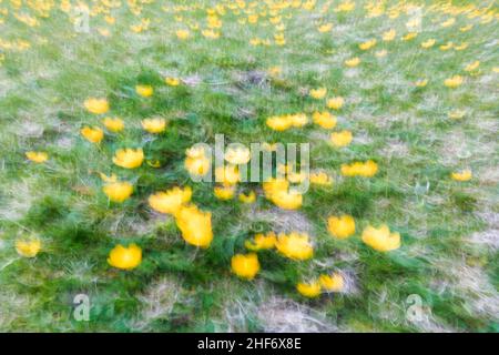 Immagine astratta, prato fiorito primaverile, fotografia sfocata Foto Stock