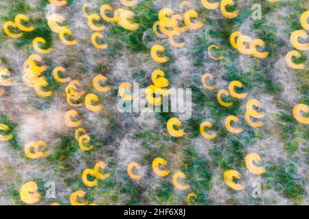 Immagine astratta, prato fiorito primaverile, fotografia sfocata Foto Stock