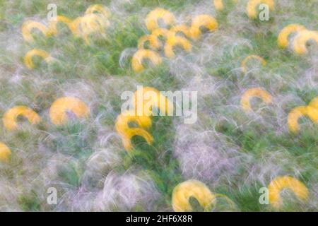 Immagine astratta, prato fiorito primaverile, fotografia sfocata Foto Stock