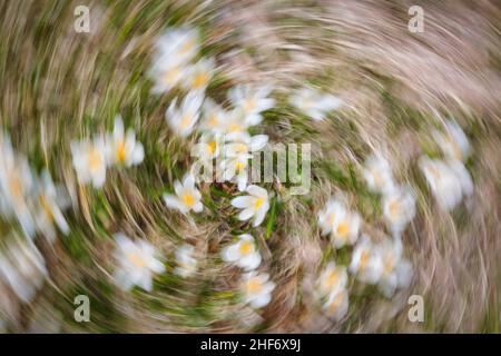 Immagine astratta, prato fiorito primaverile, fotografia sfocata Foto Stock