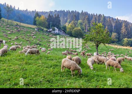 Italia, Veneto, provincia di Belluno, comune di Seren del Grappa, gregge di pecore sui pascoli di Malga Bocchette, Monte Grappa Foto Stock