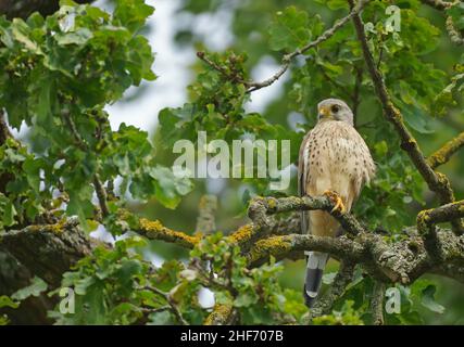 Kestrel (Falco tinnunculus) si trova in un albero di quercia Foto Stock