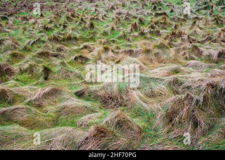Prati di mare sull'isola di Sylt, Schleswig-Holstein, Germania Foto Stock