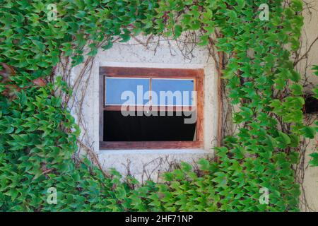 Un muro di casa coltivato a vino selvatico, finestra, vista, Absam, Tirolo, Austria Foto Stock