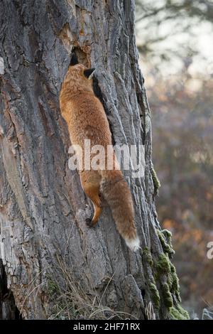 La volpe rossa sale su un tronco di albero ed esamina un buco di albero, Vulpes vulpes, inverno, Assia, Germania, Europa Foto Stock