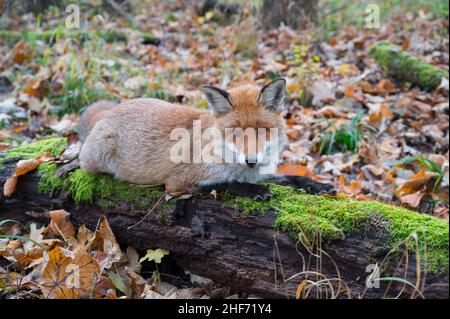 Volpe rossa poggiata su un tronco di albero muscido, Vulpes vulpes, inverno, Assia, Germania, Europa Foto Stock