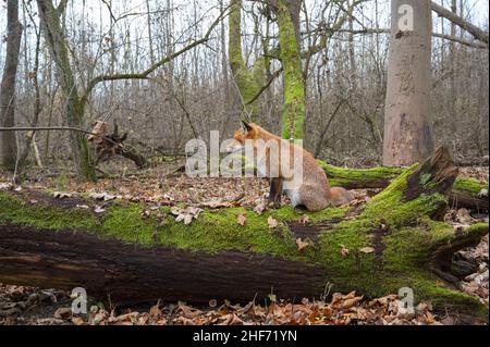 Volpe rossa su un albero di muschio, Vulpes vulpes, inverno, Assia, Germania, Europa Foto Stock