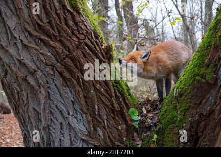 Volpe rossa su un albero di muschio, Vulpes vulpes, inverno, Assia, Germania, Europa Foto Stock