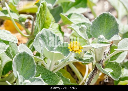 Primo piano spiaggia di fiori gialli Daisy, Arctotheca populifolia, la pianta è ampiamente naturalizzata nei distretti costieri dell'Australia meridionale, Foto Stock