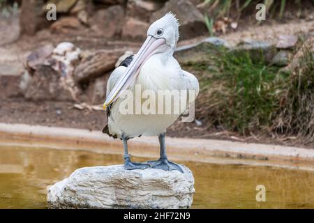 Primo piano di un pellicano australiano, Pelecanus cospicillatus, seduto su un masso con il disegno di legge poggiante sul petto e il viso sulla lente Foto Stock