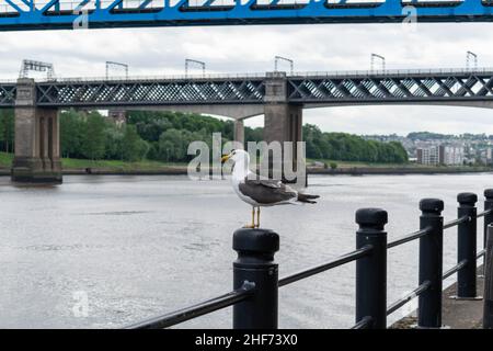 Un gabbiano arroccato su un fiordo sul lato del fiume Tyne nel centro città di Newcastle con il ponte King Edward VII e il ponte Queen Elizabeth II, metro Foto Stock