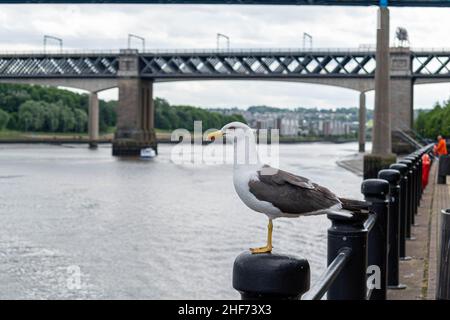 Un gabbiano arroccato su un fiordo sul lato del fiume Tyne nel centro città di Newcastle con il ponte King Edward VII e il ponte Queen Elizabeth II, metro Foto Stock