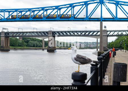 Un gabbiano arroccato su un fiordo sul lato del fiume Tyne nel centro città di Newcastle con il ponte King Edward VII e il ponte Queen Elizabeth II, metro Foto Stock