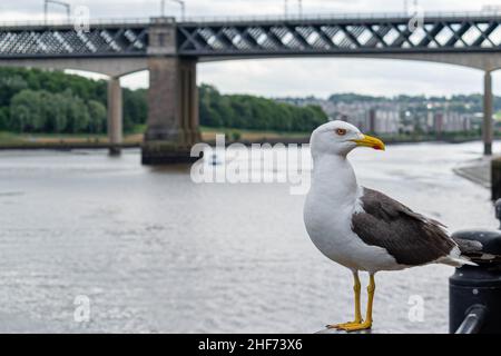 Un gabbiano arroccato su un fiordo sul lato del fiume Tyne nel centro città di Newcastle con il ponte King Edward VII e il ponte Queen Elizabeth II, metro Foto Stock