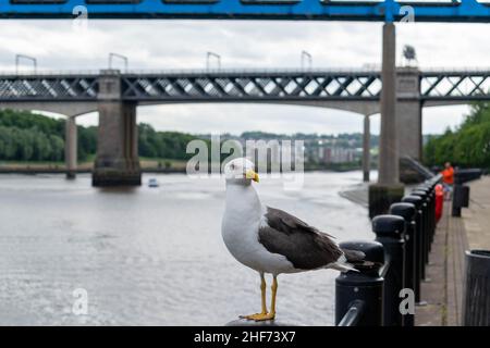 Un gabbiano arroccato su un fiordo sul lato del fiume Tyne nel centro città di Newcastle con il ponte King Edward VII e il ponte Queen Elizabeth II, metro Foto Stock