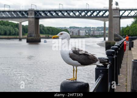 Un gabbiano arroccato su un fiordo sul lato del fiume Tyne nel centro città di Newcastle con il ponte King Edward VII e il ponte Queen Elizabeth II, metro Foto Stock