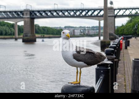 Un gabbiano arroccato su un fiordo sul lato del fiume Tyne nel centro città di Newcastle con il ponte King Edward VII e il ponte Queen Elizabeth II, metro Foto Stock