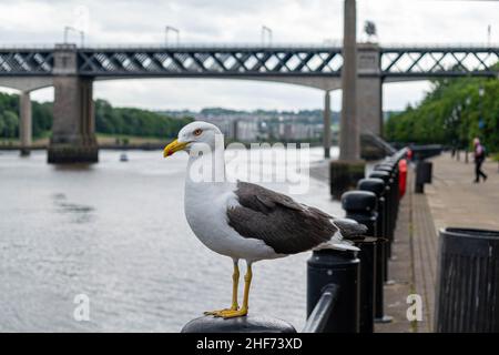 Un gabbiano arroccato su un fiordo sul lato del fiume Tyne nel centro città di Newcastle con il ponte King Edward VII e il ponte Queen Elizabeth II, metro Foto Stock