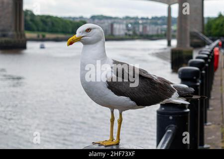 Un gabbiano arroccato su un fiordo sul lato del fiume Tyne nel centro città di Newcastle con il ponte King Edward VII e il ponte Queen Elizabeth II, metro Foto Stock