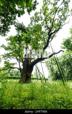 Europa, Polonia, Swietokrzyskie, la quercia Bartek - una delle più antiche querce in Polonia Foto Stock