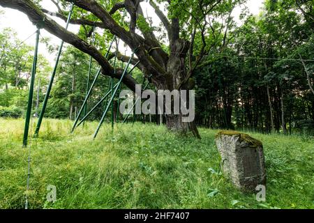 Europa, Polonia, Swietokrzyskie, la quercia Bartek - una delle più antiche querce in Polonia Foto Stock