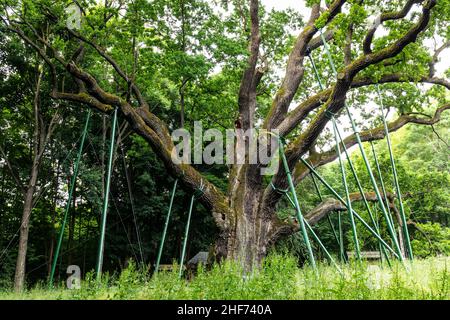 Europa, Polonia, Swietokrzyskie, la quercia Bartek - una delle più antiche querce in Polonia Foto Stock