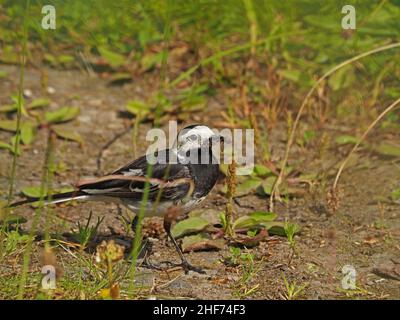 Pied Wagtail (la sottospecie più scura del Regno Unito di White Wagtail) (Motacilla alba) foraggio di insetti sul terreno tra le erbacce Perthshire, Scozia, Foto Stock