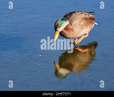 Maschio Mallard anatra, probabilmente ibrido con un'anatra nera, a piedi su ghiaccio congelato stagno con riflessione vista dall'alto Foto Stock