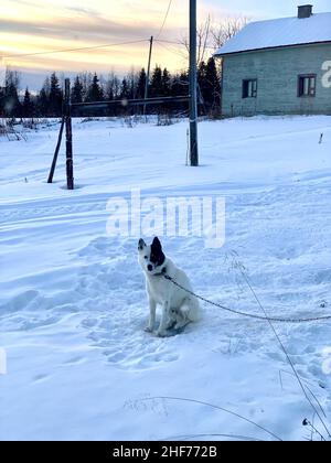 Finlandia, Lapponia, Raattama, un cane si siede nella neve. Foto Stock