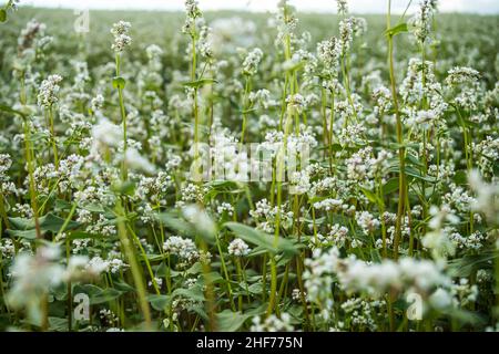 Campo di grano saraceno in fiore sotto il cielo estivo con le nuvole. . Messa a fuoco selettiva Foto Stock